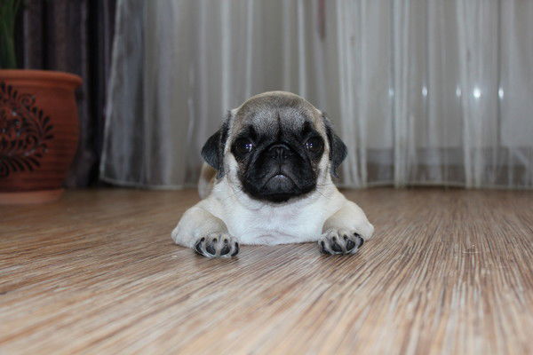 Карина Сметанина