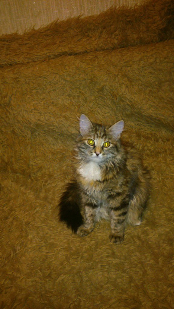 Лиза Заболотнова