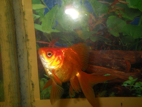 Михей Дмитриев