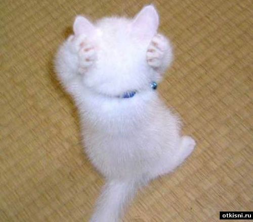 Ольга Андреева