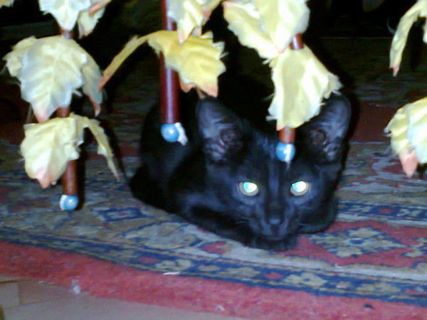 Алексей Кузнецов