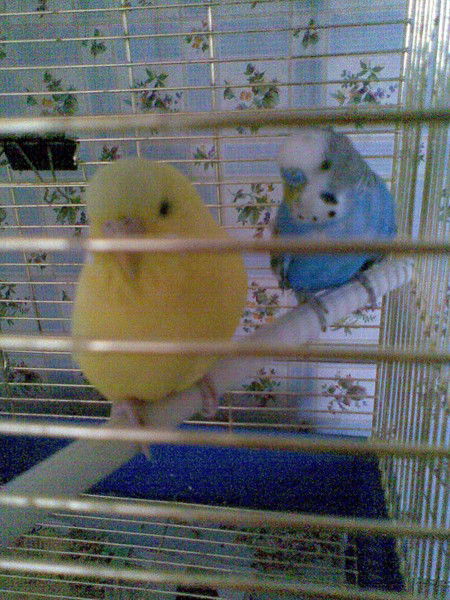 Асель Курмангожина