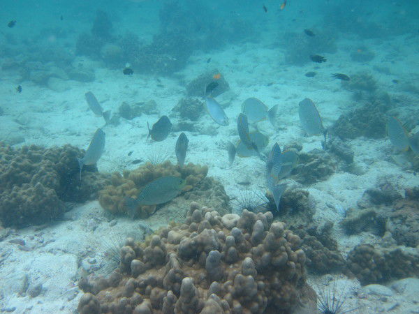 Ирина Кондрашкина