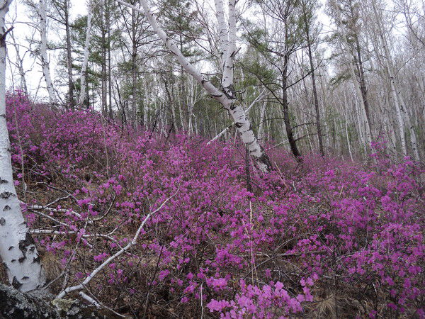 Ооо Коммунальный Сервис