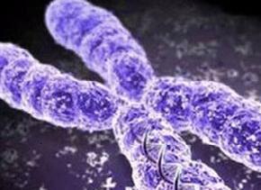 Антон Соколов