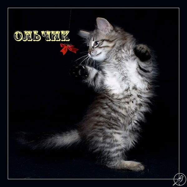 Ольга Людкевич