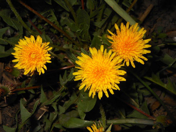 Наталия Талалаева