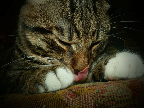 Александр Макеев