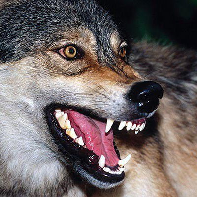 Сергей Зверев