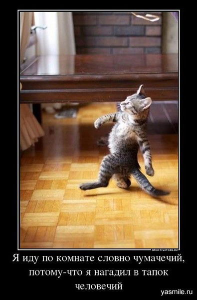 Тимофеев Антон