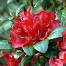 Азалия Трунтова