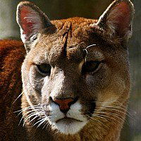 Егор Чернышов