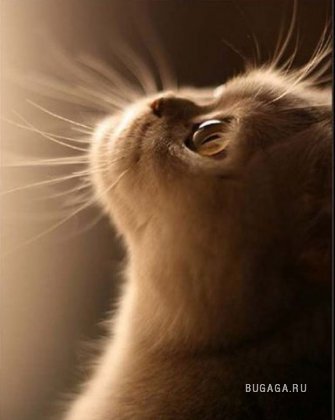 Виктория Маркеленкова