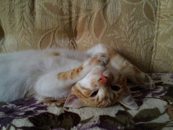 Алексей Марушенко