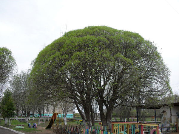 Светлана Пучкова