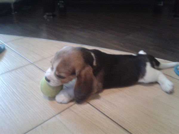 Пōļиñẫ√♥ Шлёнская