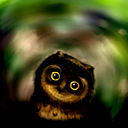 Родион Хохлооф