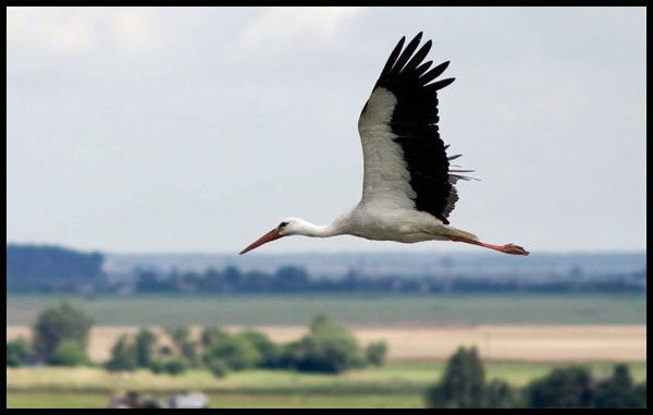 Наталья Жукова