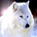 Дмитрий Акинин