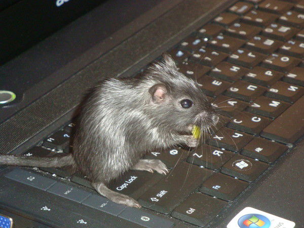 Meriones Unguiculatus