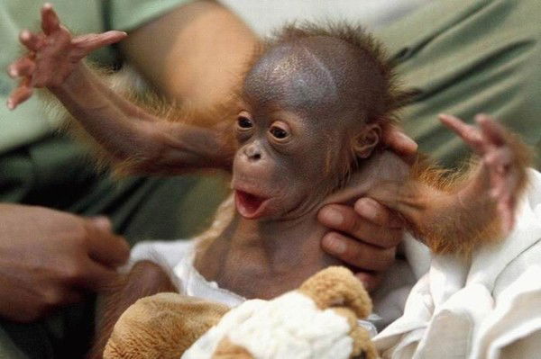 Вова Бардабуш