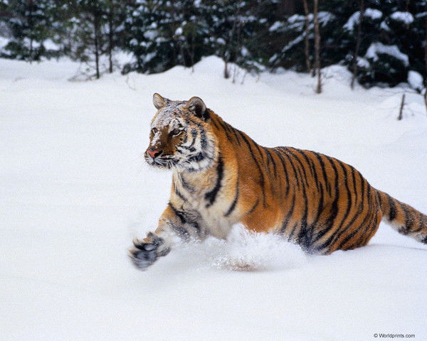 Вильнар Насриев