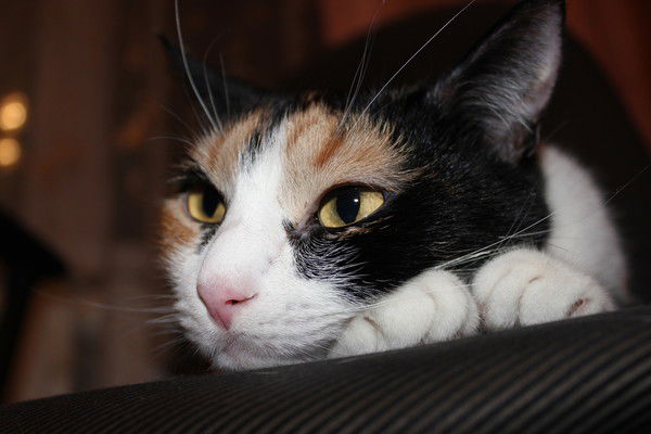 Кошка Васька