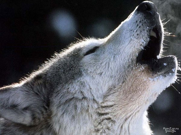 Одинокий Волк Волк