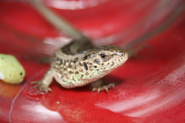 Татьяна Андреева