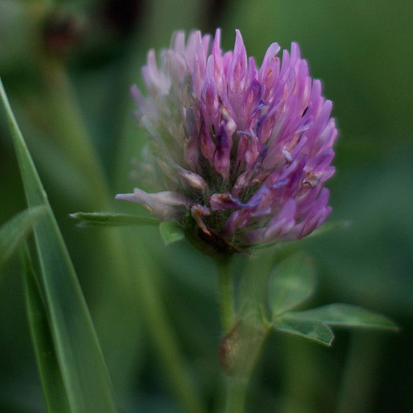 Cветлана Кирилина