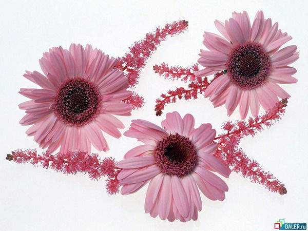 Наталья Большакова