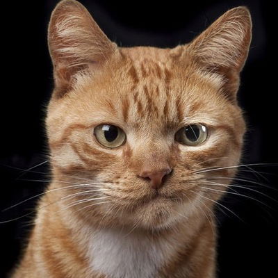 Андрей Мурашко