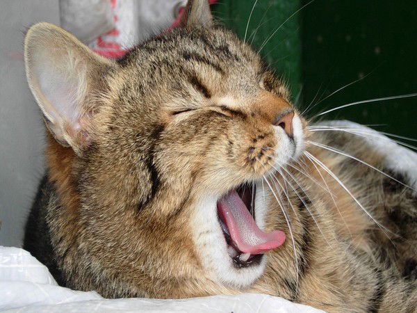 Андрей Замякин