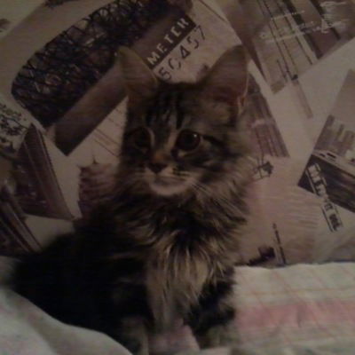 Илья Горшков