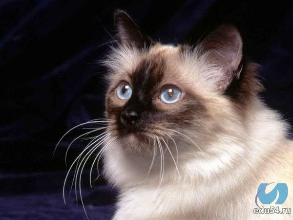 Лада Шишкина