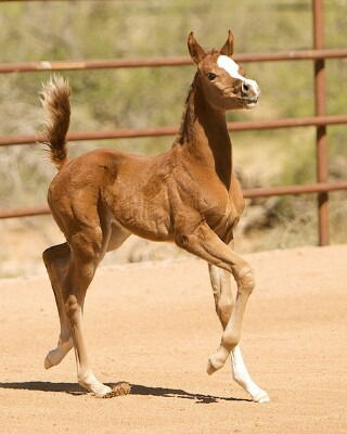 Нурмухаммад Хамракулов