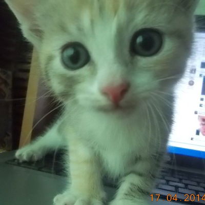 Ваня Пряхин