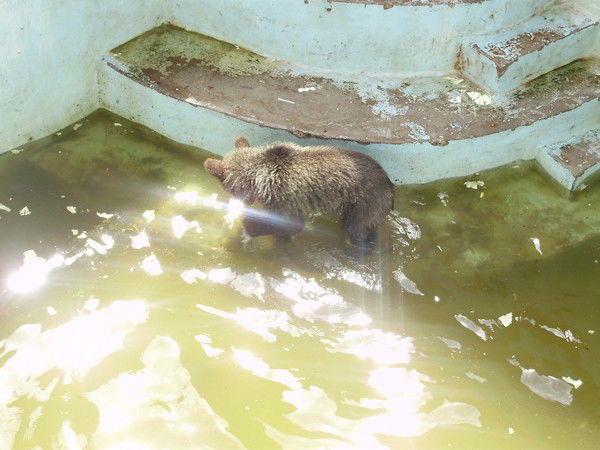 Вита Тураева