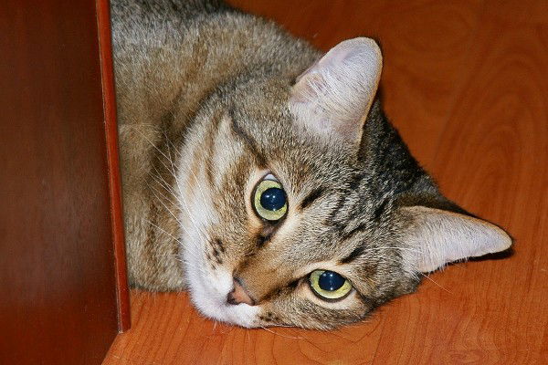 Александр Н