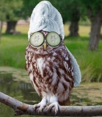 Елена Слюсаренко