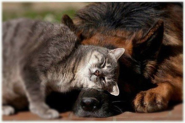 Николай Кио