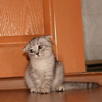 Полина Ничкова