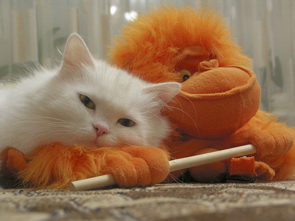 Анна Цицилина