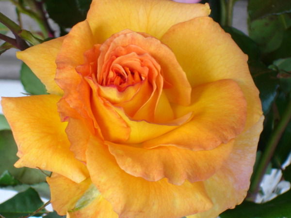 Галина Веремеенко