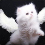 Светлана М.