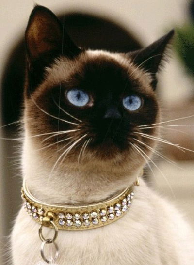 Лиза Минская