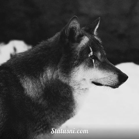 Серж Баденко