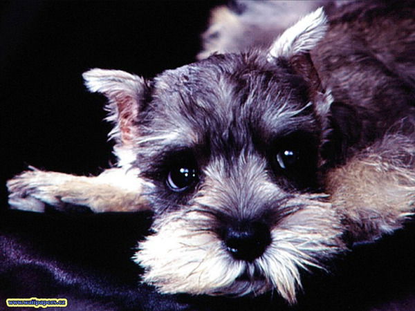 Соня Сонная