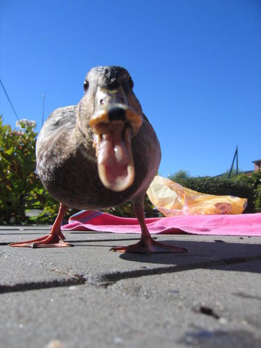 Молчанова Валерия