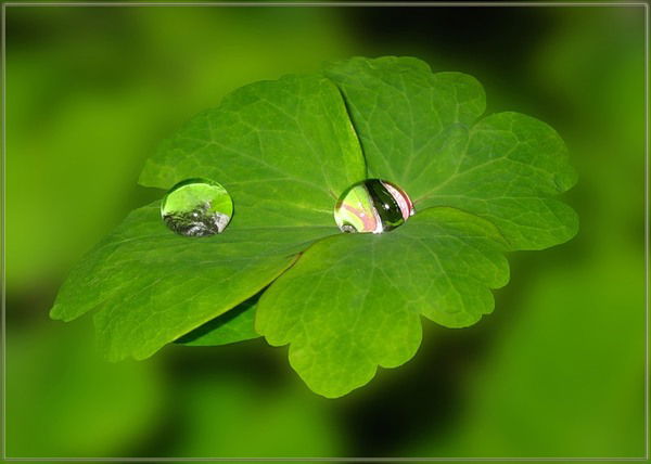 Людмила Булучевская